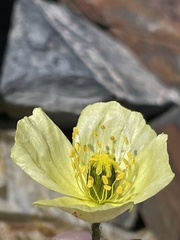 Papaver radicatum kluanense