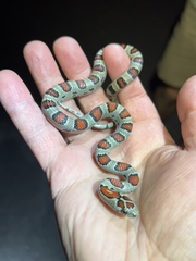 Lampropeltis mexicana
