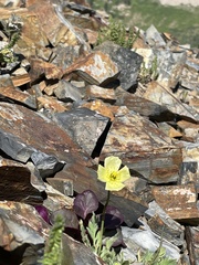 Papaver radicatum kluanense