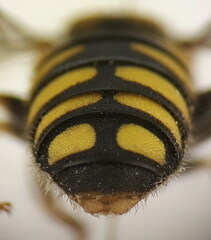 Pseudoanthidium scapulare