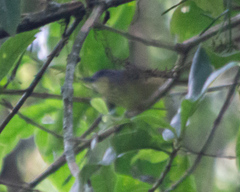 Dysithamnus stictothorax