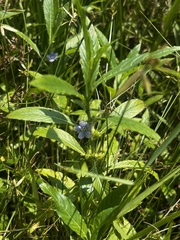 Hydrolea quadrivalvis