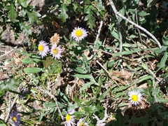 Erigeron subtrinervis
