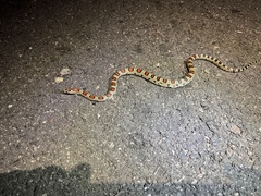 Lampropeltis mexicana