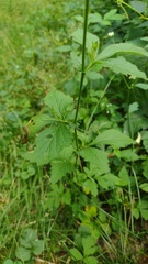 Geum × catlingii