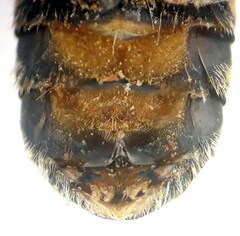 Pseudoanthidium scapulare