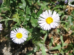 Erigeron subtrinervis