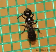 Lasioglossum leiosoma