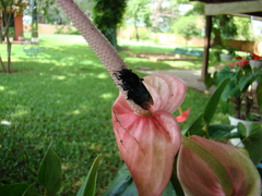 Eulaema nigrita