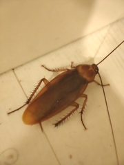 Periplaneta americana