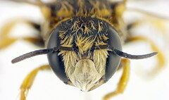 Pseudoanthidium scapulare