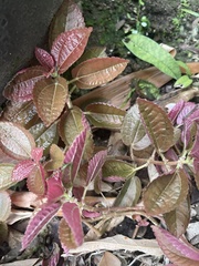 Chrysothemis pulchella