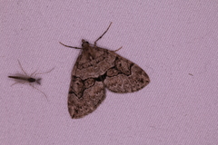 Thera contractata