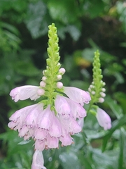Physostegia angustifolia