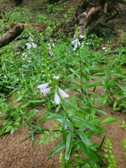 Physostegia angustifolia
