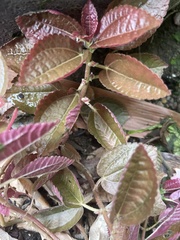 Chrysothemis pulchella