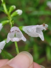 Physostegia angustifolia