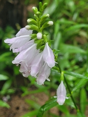 Physostegia angustifolia