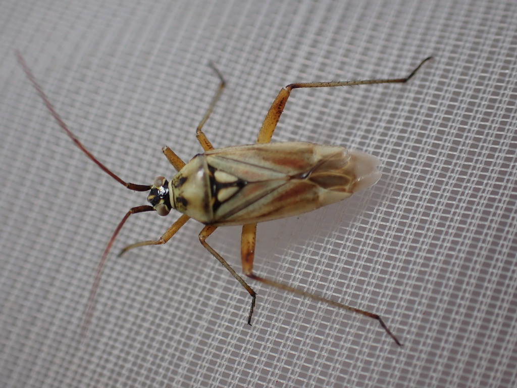 rosy plant bug