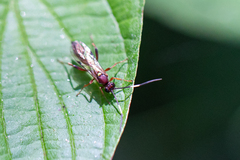 Ichneumon centrator