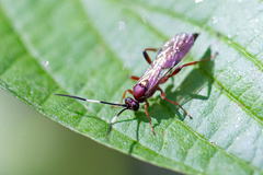 Ichneumon centrator
