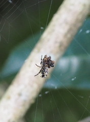 Thelacantha brevispina