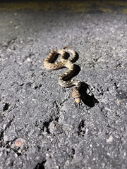 Pituophis deppei