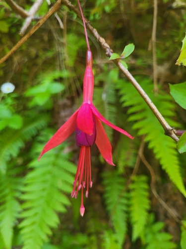 Fuchsia image