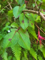 Fuchsia magellanica image