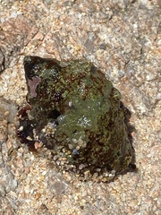 Stramonita haemastoma