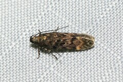 Chionodes thoraceochrella