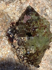 Stramonita haemastoma