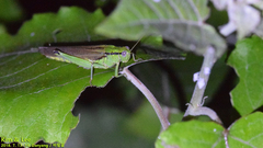 Ognevia longipennis