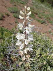 Lupinus albicaulis