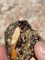 Stramonita haemastoma