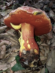 Rubroboletus rhodoxanthus