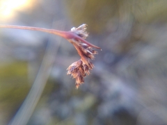 Luzula spicata