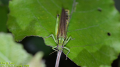 Ognevia longipennis