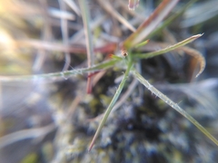 Luzula spicata
