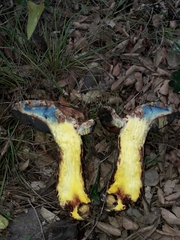 Rubroboletus rhodoxanthus