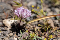 Allium obtusum conspicuum