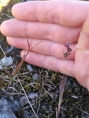 Luzula spicata