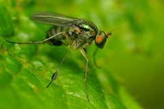 Dolichopus wahlbergi