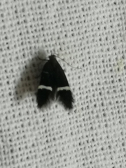 Aproaerema cinctella