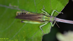 Ognevia longipennis