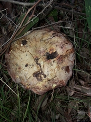 Rubroboletus rhodoxanthus