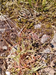 Luzula spicata