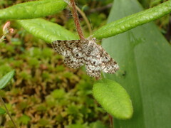 Eufidonia discospilata