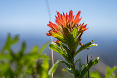 Castilleja pruinosa