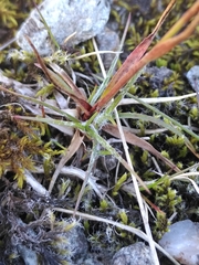 Luzula spicata